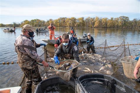 DNR: 30 invasive carp netted in Mississippi River at Winona, the biggest single capture yet